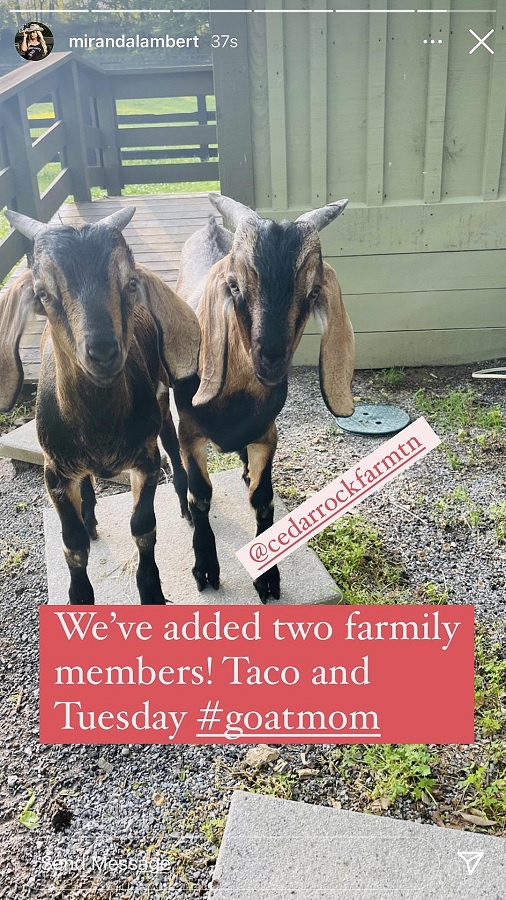 Miranda Lambert Adopted Goats [Miranda Lambert | Instagram Stories]