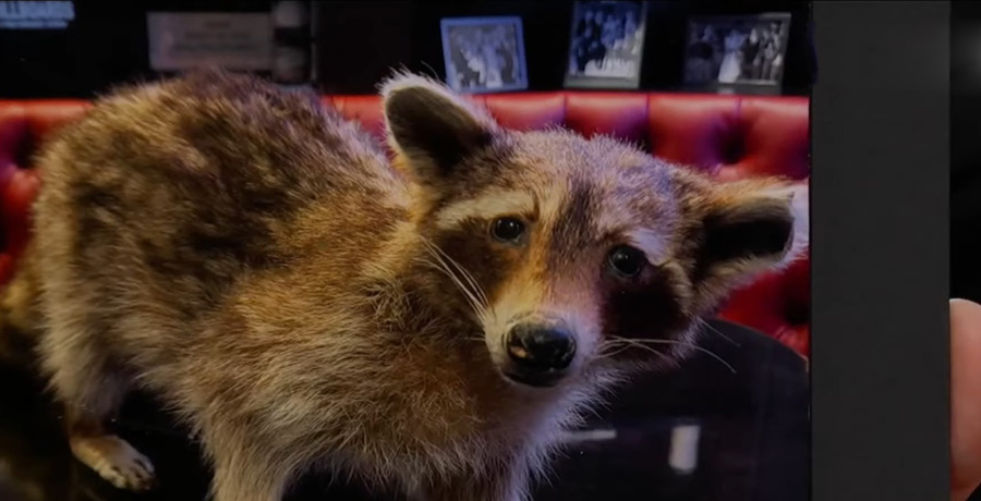 Blake Shelton's stuffed raccoon / YouTube