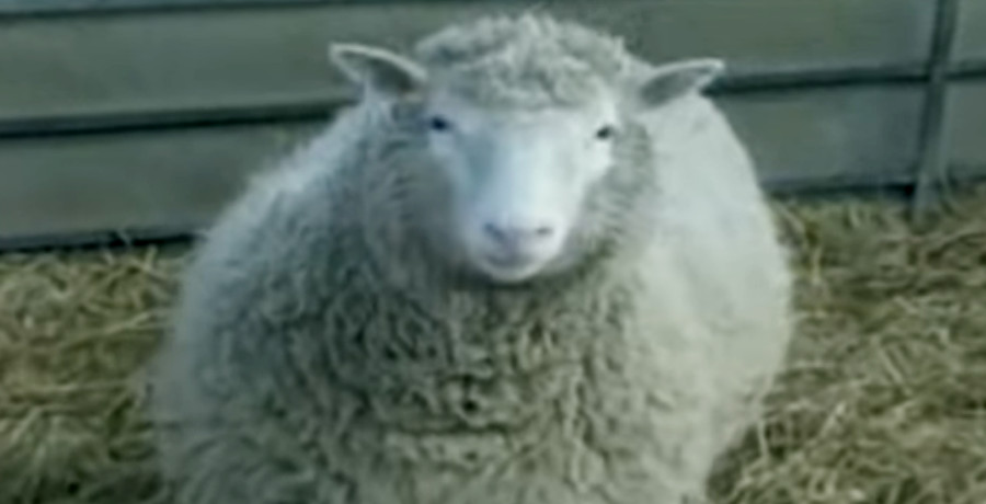 Dolly the sheep/Credit: YouTube